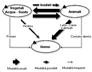 ciclo epidemiologico